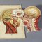 Brochure Anatomique Pliable Antique Représentant l'Anatomie Humaine 5