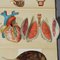 Antike Anatomische Klappbroschüre mit Anatomie des Menschen 8