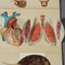 Antique Foldable Anatomical Brochure Depicting Human Anatomy, Image 8