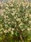 Boris Lavrenko, Apple Tree in Bloom, 1996, Oil Painting, Framed 4