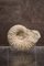 Collectible Mineral Ammonite Fossil Genre Albien, Image 1