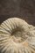 Collectible Mineral Ammonite Fossil Genre Albien 5