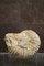 Collectible Mineral Ammonite Fossil Genre Albien 4
