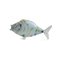 Large Murano Glass Fish, 1950s 1