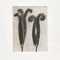 Karl Blossfeldt, Black & White Flowers, Photographs, Set of 6 2