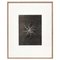 Photographies Karl Blossfeldt, Fleurs Noires et Blanches, Set de 6 11