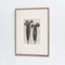 Photographies Karl Blossfeldt, Fleurs Noires et Blanches, Set de 6 4