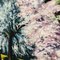 Pittura Sleets Blossom di J. Hanuš, Immagine 8