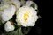Italian Round Glass and Artificial White Peony Composition from VGnewtrend 4