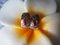 Orecchini bicolore 18kt con rubino, set di 2, Immagine 20