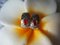 Orecchini bicolore 18kt con rubino, set di 2, Immagine 14