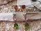 Boucles d'Oreilles en Or Jaune avec Zircons Naturels, Saphir Multicolore et Diamant, Set de 2 11
