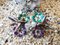 Ohrringe aus Silber, Emaille, Tansanit, Amethyst und Zuchtperlen, 2er Set 7