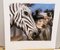 Enki Bilal, Zebra, Pigment Print 2