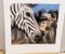 Enki Bilal, Zebra, Pigment Print, Image 2
