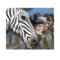 Enki Bilal, Zebra, Pigment Print 1