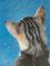 Roni Horn, ohne Titel (Kitty Cat), 2000er, Offsetdruck 1