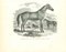 Lithographie Originale, Paul Gervais, The Horse, 1854 1