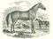 Lithographie Originale, Paul Gervais, The Horse, 1854 2