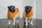 Antique Austrian Ceramic Pug Dogs by Victoria Carlsbad, Set of 2, Image 1