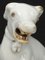 Chinese Porcelain Sitting Dog, Dehua, Qing Dynasty, Kangxi Era, Image 7