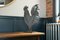 Gallo francés decorativo grande pintado a mano, Imagen 5