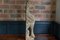 Große englische Löwen Tischlampe aus geschnitzter Eiche, 18. Jh 11