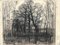 César Alphonse Bolle, Paysage de feuillage vers Cointrin, 1938, carbone su carta, Immagine 1