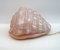 Modern Murano Glass Shell Table Lamp by Carlo Nason, 1960s 7
