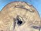 American White Oak Burl Stool by Michael Rozell, Image 7