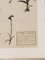 Vintage Herbarium von Louis Bouake 2