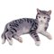 Porcelain Figurine of Lying Cat from Bing & Grøndahl, Image 1