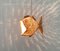 Lampada a sospensione Mid-Century a forma di pesce, anni '60, Immagine 1