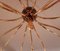 Large Mid-Century Brass 15-Arm Sputnik Chandelier, 1950s, Image 4