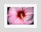 Stuart Möller, Sex Flower, 2020, Colour Photograph, Image 1