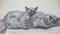 Théophile Alexandre Steinlen, Cats in Love, 1933, Lithograph 1