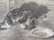 Théophile Alexandre Steinlen, Gatti che rosicchiano un osso, 1933, Immagine 1