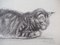 Théophile Alexandre Steinlen, The Tabby Cat, 1933, Lithographie 3
