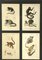 Georges Cuvier, Affen und Lemur Studien von Le Règne Animal, Frankreich, 1816, Radierungen, Gerahmt, 3er Set 7
