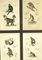 Georges Cuvier, Affen und Lemur Studien von Le Règne Animal, Frankreich, 1816, Radierungen, Gerahmt, 3er Set 4
