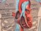 Illustration Anatomie Poster 8