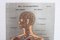 Illustration Anatomie Poster 2