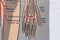 Illustration Anatomy Poster, Image 9