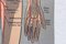 Poster di anatomia, Immagine 9