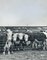 Cows, USA, 1960s, Black and White Photograph 3