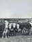 Vaches, Etats-Unis, 1960s, Photographie Noir et Blanc 3