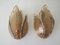 Mid-Century Brass & Smoked Glass Lotus Shaped Wall Lamps from Massive, 1970s, Set of 2 1
