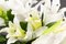 Eternity Square Lilium Set Arrangement from VGnewtrend 4