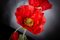 Italienisches Eternity Segnaposto Poppy Set Arrangement Composition von VGnewtrend 4