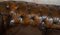 Sofá Chesterfield victoriano antiguo de cuero marrón con cojines de plumas, Imagen 11